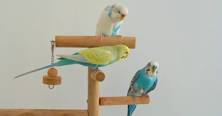 Do Birds Enjoy Being Petted?