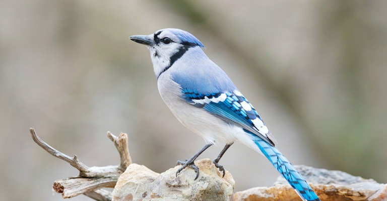 Do Blue Jays Eat Other Birds