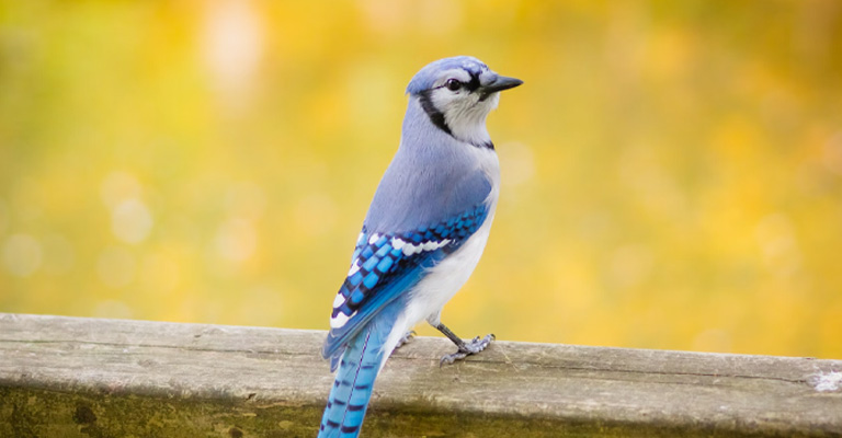 Do Blue Jays Eat Other Birds