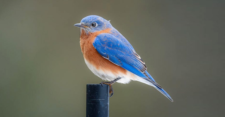 Do Bluebirds Make Great Pets