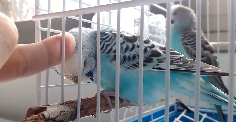 Do Budgies Change Color When They Get Older