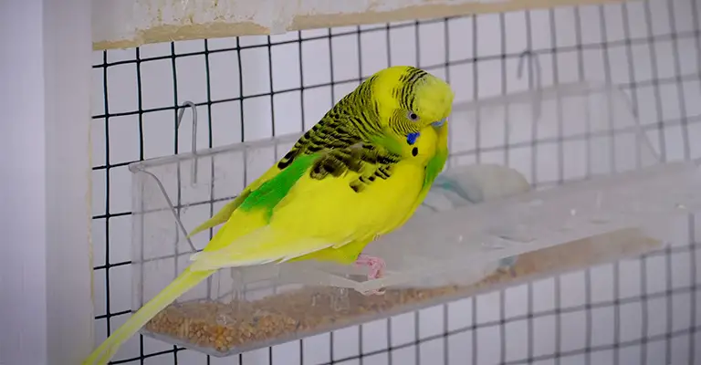 Do Budgies Experience Constipation