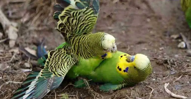 Do Budgies Fight to the Death