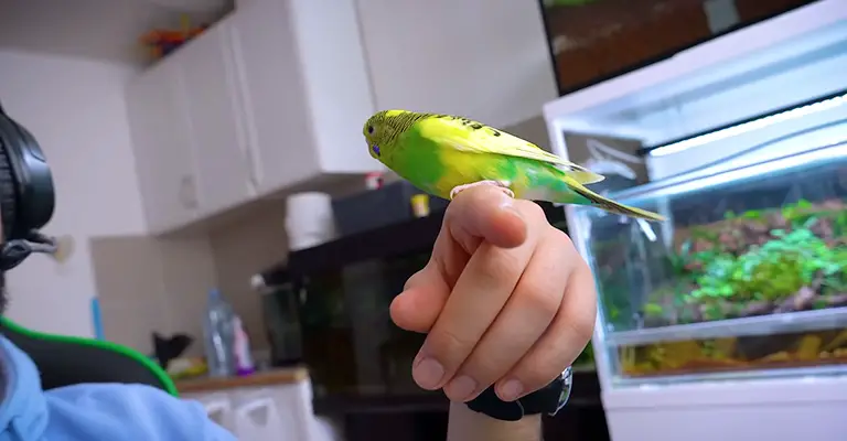 How Long Does It Take for Budgies to Get Attached to Their Owners