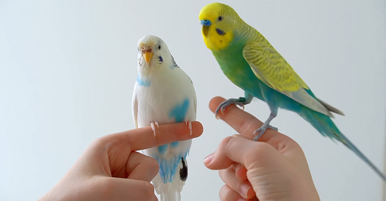 Do Budgies Get Attached to Their Owners