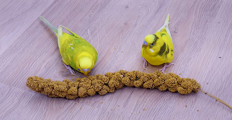 Do Budgies Know When to Stop Eating