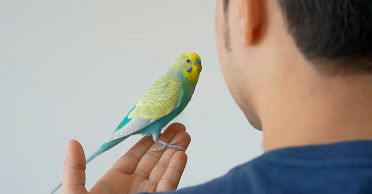 How Do I Get My Budgie to Let Me Grab It