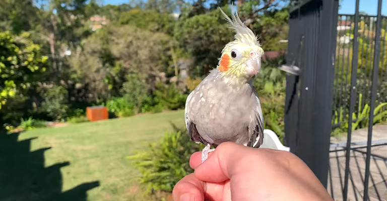 Does My Cockatiel Remember Me After Vacation