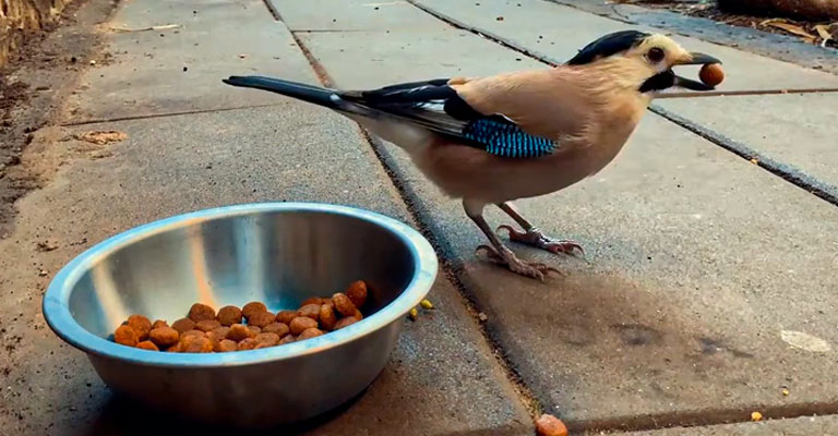 Dog Food Harmful for Birds
