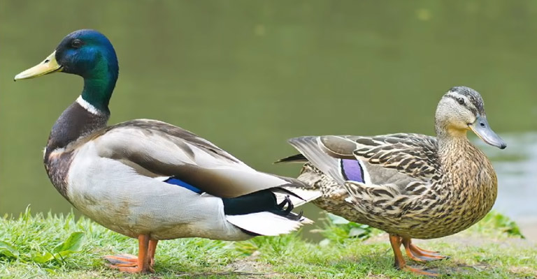 Ducks and Geese