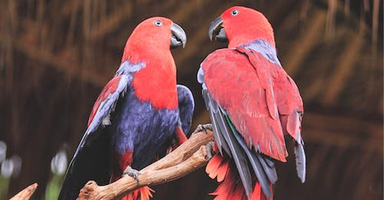 Eclectus Parrots