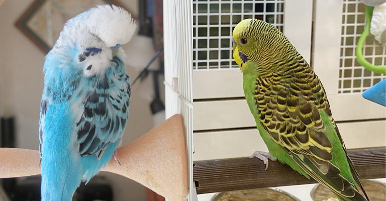 English Budgies Vs. Budgerigars