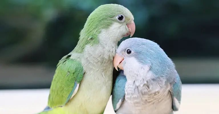 Environment That Helps Increase Quaker Parrots' Lifespan