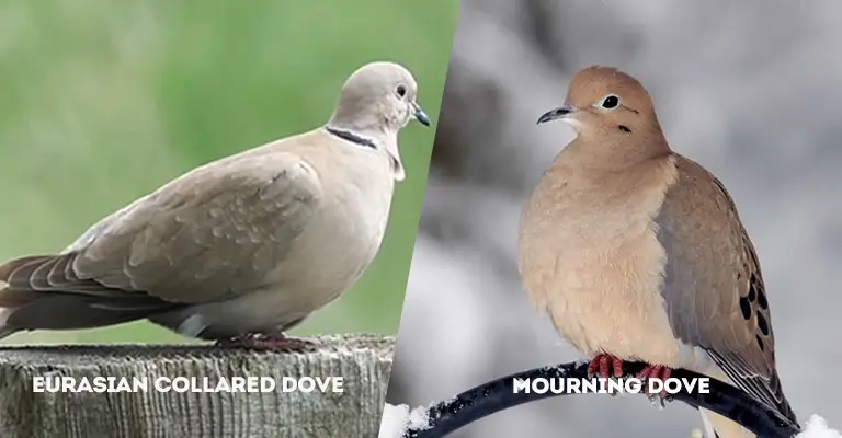 Eurasian Collared Dove Vs Mourning Dove