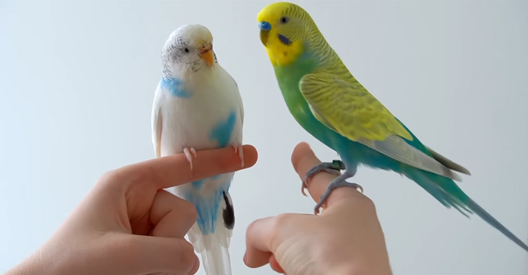 Why Is My Budgie Doing Flips