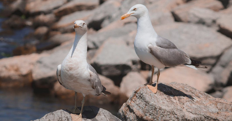 External Factors Affecting Seagull Lifespan