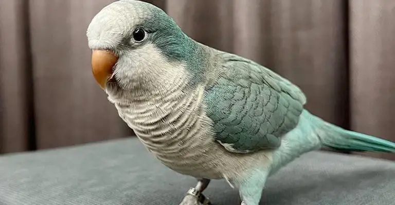 Are Quaker Parrots Loud