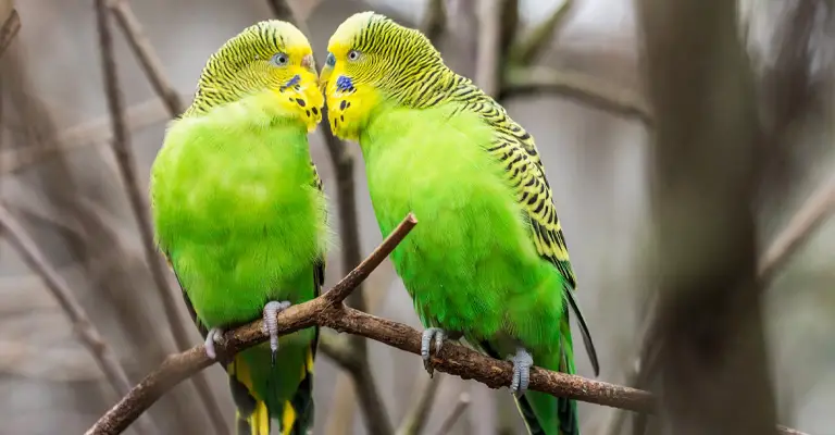 Gender Of A Parakeet