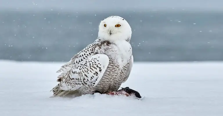 Habitat of The Snowy Owl