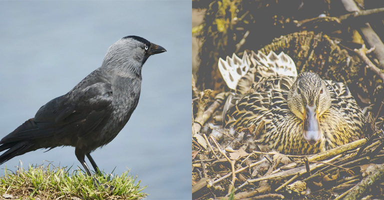 Habitats and Ecosystems Where Ravens and Ducks Overlap