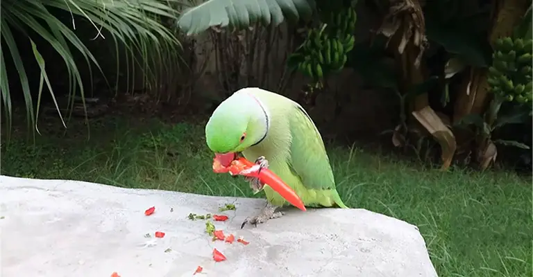 How Birds Cope With Chili Heat