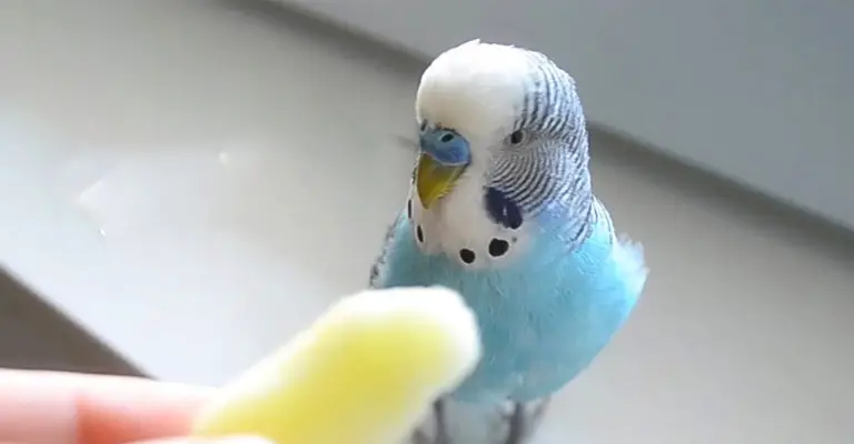 How Can I Serve Grapes To Budgies