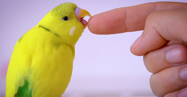 How Can I Treat My Older Budgies To Treat Good With The Young Budgies