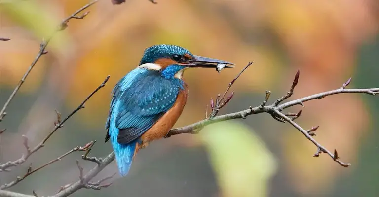How Can a Common Kingfisher Bird Balance on a Tiny Swaying Reed