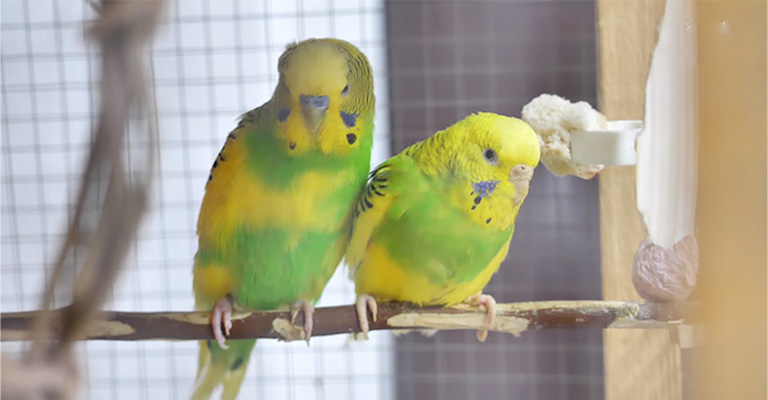 How Do Budgies Show Affection to Each Other