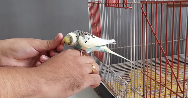 How Do Budgies Show Affection to Humans