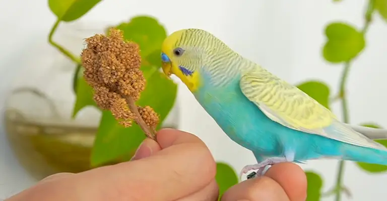 How Do Budgies Show Affection to Humans