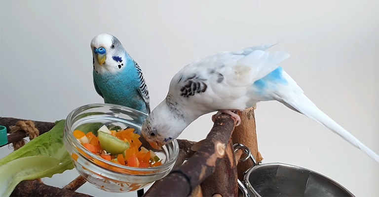 Why Won't My Budgie Eat Vegetables