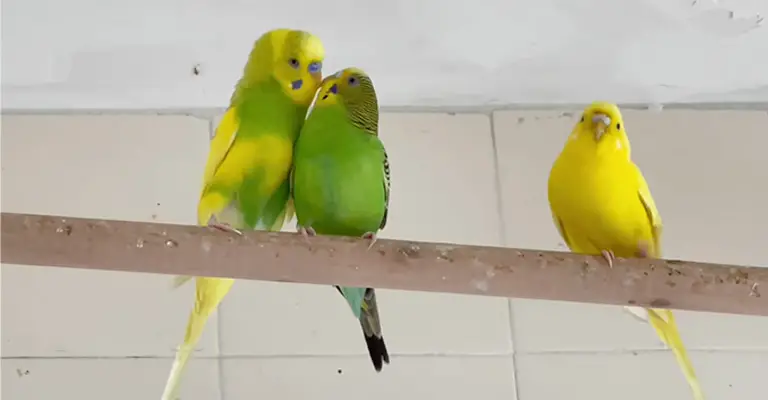 How Do I Get My Budgies to Stop Fighting