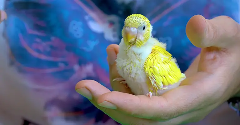 How Do I Know If My Baby Budgie Is Not Getting Enough Sleep