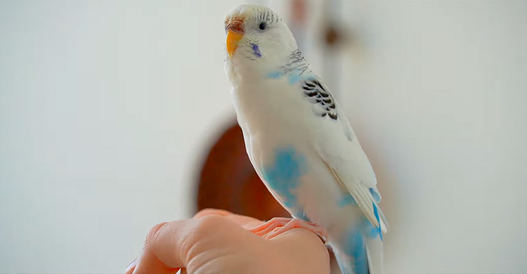 How Do I Know If My Budgie Is Hungry