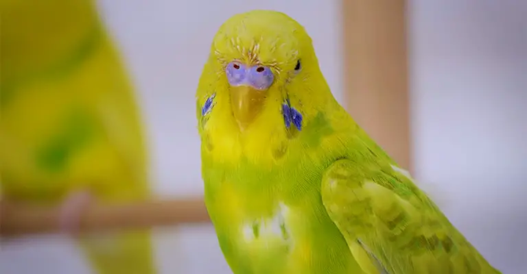 How Do I Know If My Budgie Is Molting