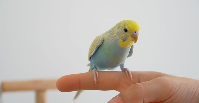 How Do I Know If My Budgie Loves Me