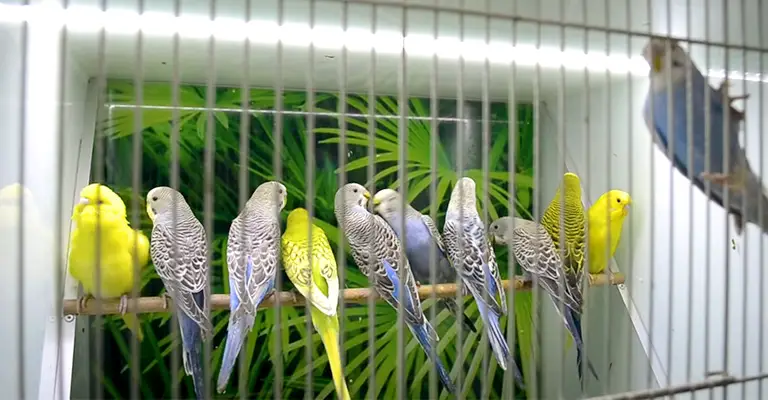 How Do I Make Sure That My Budgies Show Affection Or Fight With Each Other