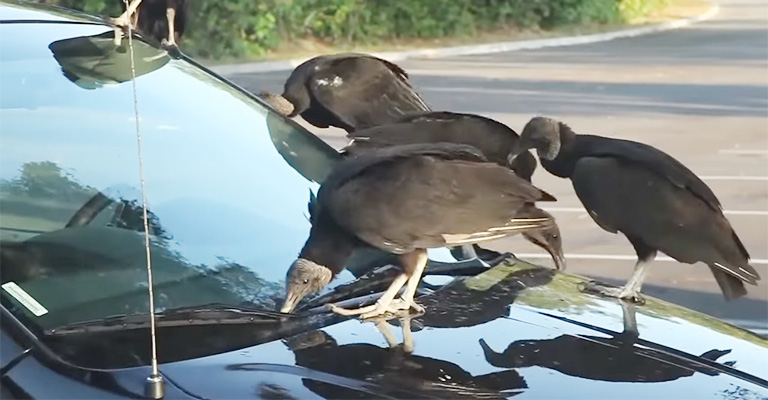 Why Are Vultures Attracted to Rubber on Vehicles