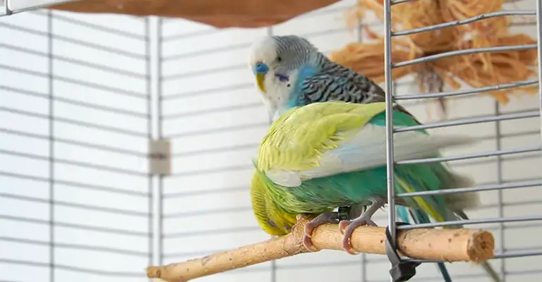 How Do You Bond With Two Budgies