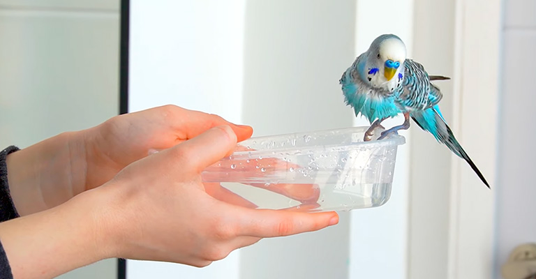 How Do You Clean a Budgie's Face