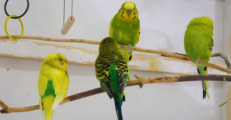 How Do You Know If Two Parakeets Like Each Other