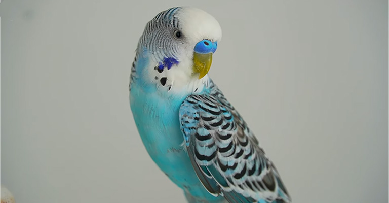 How Do You Know If Your Budgie Is Stressed