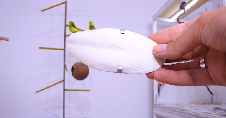 How Do You Prepare Cuttlebone For My Budgies