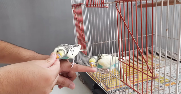 How Do You Punish A Budgie From Biting