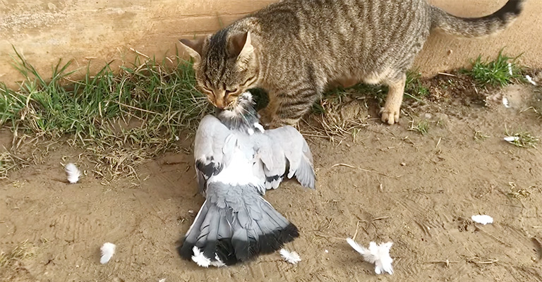 How Do You Stop Cats from Killing Birds