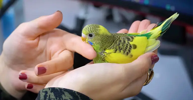 How Do You Tell If Your Budgie Is Bonded to You
