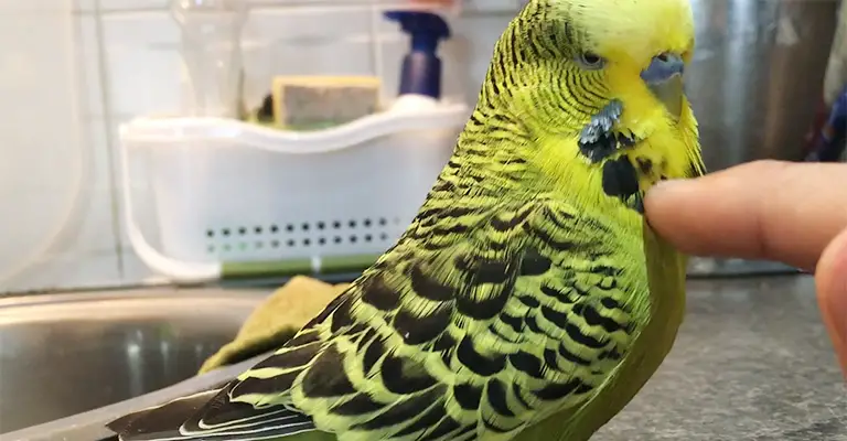 How Do You Tell If Your Budgie Is Comfortable With You