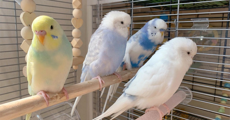 How Does Budgie Noise Impact Your Lifestyle