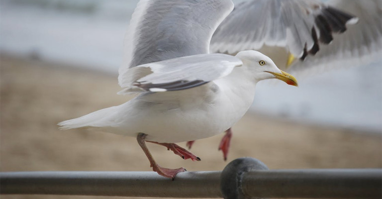 How Long Does A Seagull Live